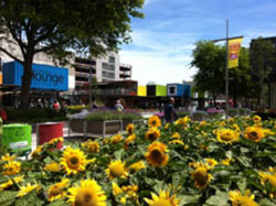 Flowers in ChCh